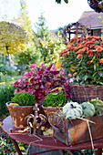 Pot Arrangement With Chrysanthemum, Purple Bells, Lifting And Pumpkins