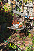 Arrangement of pumpkins on old garden chair