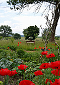 View From The Farm Garden With Poppies On Table In The Meadow