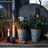 Hellebores in zinc pots and metal candlesticks shaped like pine cones on wooden board
