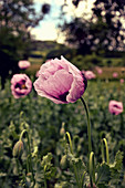 Flower Of Opium Poppy