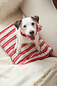 Dog wearing hand-knitted scarf sitting on red-and-white striped cushion