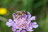 Wild Bee at flower, Halictus sp., Bavaria, Germany