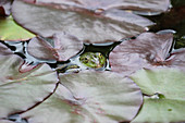 Frog peeping between lily pads in garden pond