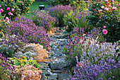 Romantic garden path lined with lavender and standard roses