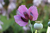 Seed pod and flower of opium poppy