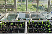 Growing early summer flowers in the greenhouse