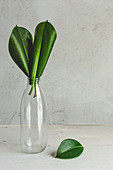 Rubber plant leaves in glass bottle