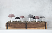 Selbstgemachte Pilze mit Samthütchen in einer Holzkiste