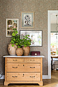 Geraniums planted in clay pots on old wooden chest of drawers against vintage-style wallpaper