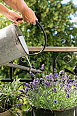 Potted lavender on balcony being watered with metal watering can