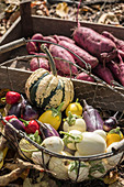 Gemüse-Ernte: Auberginen, Kürbis und Süßkartoffel