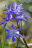 Close-up of squill
