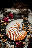 Shell of the chambered nautilus also called the pearly nautilus (Nautilus pompilius)