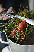 Lobster and dill being lifted from pan in tongs