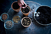 Sowing seeds in plant pots