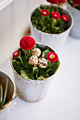 Three quail eggs in flower pot planted with red bellis daisy
