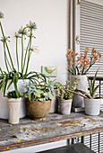 Various potted plants on vintage metal shelves on terrace