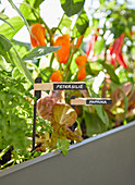 DIY plant labels in planter