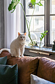Weiße Katze auf braunem Ledersofa am Fenster mit Monsterablegern