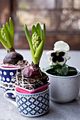 Hyacinths planted in mugs