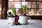 Hyacinths and pansies