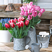 Tulips in waterings cans