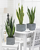 Sansevieria-Mix