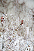 Branches of rose hips covered in hoarfrost in wintry garden