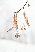 Lime tree seeds on branch in winter
