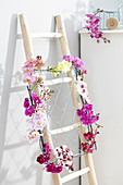 Gemischte Blütenstiele von Phalaenopsis als Dekoration an Leiter gebunden
