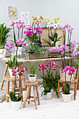 Phalaenopsis assortment