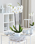 Phalaenopsis 'White World'