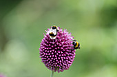 Bumblebees on ball leek flowers
