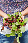 Hands holding freshly harvested radishes