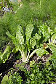 Chard and fennel in vegetable patch in garden