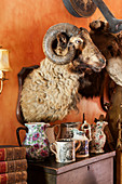 Stuffed ram's head above collection of china pots