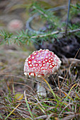 Fly agarics in forest
