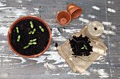 Seedlings in plant pot