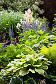 Hostas, veronica and ferns in herbaceous border