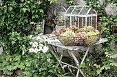 Hortensienblüten in antikem Drahtkorb auf Gartentisch im Shabby-Look