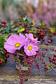 Posy of cosmos and heather in resin pot