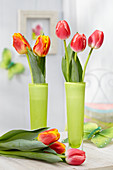Tulipa MEL B88-24-1.Tulipa MEL B0093-20-1