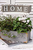 White cyclamen and maidenhair vine planted in wooden trough