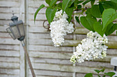 White lilac in front of old window shutters and lantern