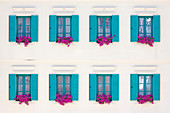 Windows with bright blue shutters and bright pink petunias in window boxes in white facade
