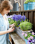 Frühlings-Arrangement mit blauen Blüten: Hyazinthen, Akelei, Frau erntet Rosmarin