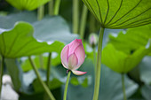 Lotus with pink flowers