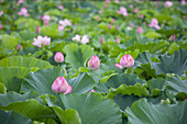 Lotus with pink flowers