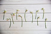 Snowdrops on a white wooden background
